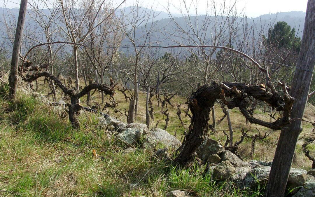 Découverte des vieux cépages en vallée de Drobie
