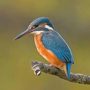 Réveil au chant des oiseaux