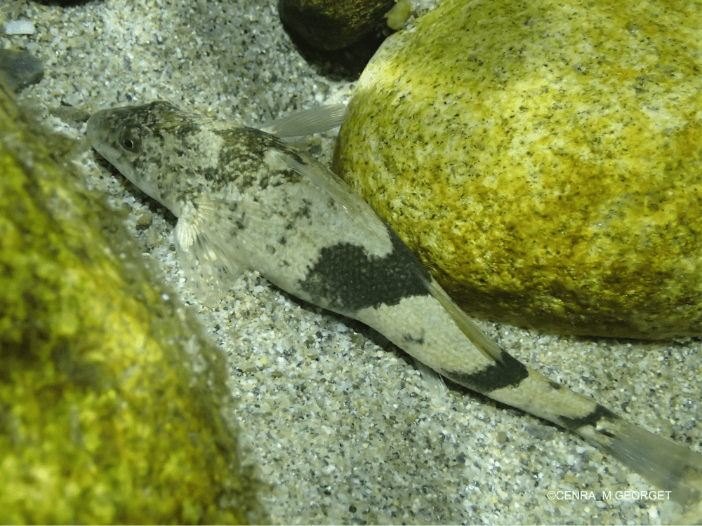 apron-rhone-decouverte