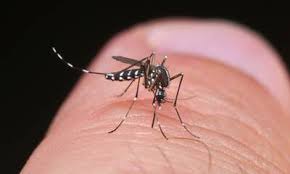 Article « Moustique tigre : Limitez sa prolifération » UFC Que Choisir