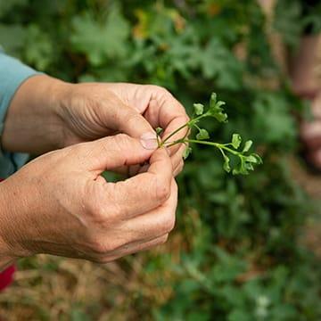 Formation : Reconnaître et cuisiner des plantes sauvages comestibles