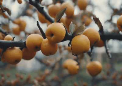 Formation : Tailler les fruitiers