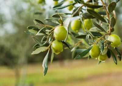 Formation : Tailler les oliviers